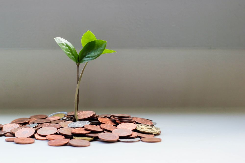 Green Plan Growing In The Middle Of A Pile Of Brown Coins